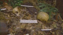 Replicas of two small skeletons